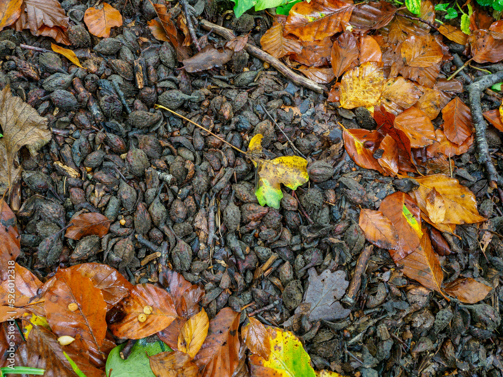 Closeup of autumn leaves and beechnuts shells in Grevolosa Forest, Catalonia, Spain Closeup of autumn leaves and beechnuts shells in Grevolosa Forest, Catalonia, Spain