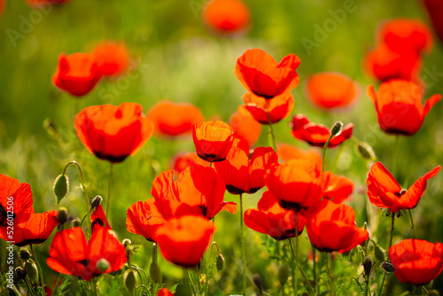 Spring  field of poppy flowers. The concept of the freshness of the morning nature. Spring landscape of red wildflowers. Beautiful landscape  pnorama long banner.