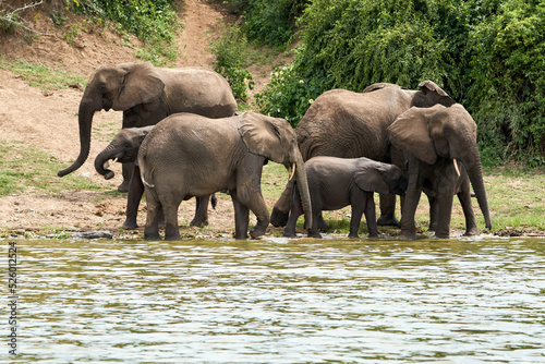 Beautiful family of elephants and among them a small suckling elephant on the banks of the kazinga canal near queen elizabeth national park in Uganda