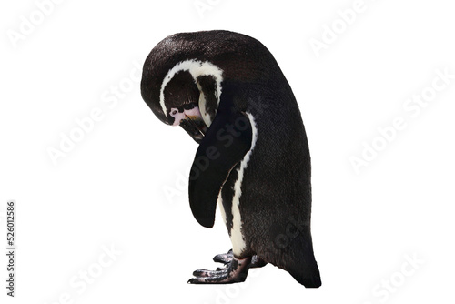 Penguin bird looking sad and lonely, png stock photo file cut out and isolated on a transparent background