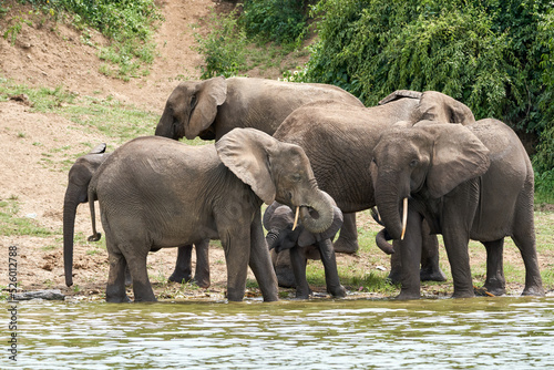 Beautiful family of elephants on the banks of the kazinga canal near queen elizabeth national park in Uganda