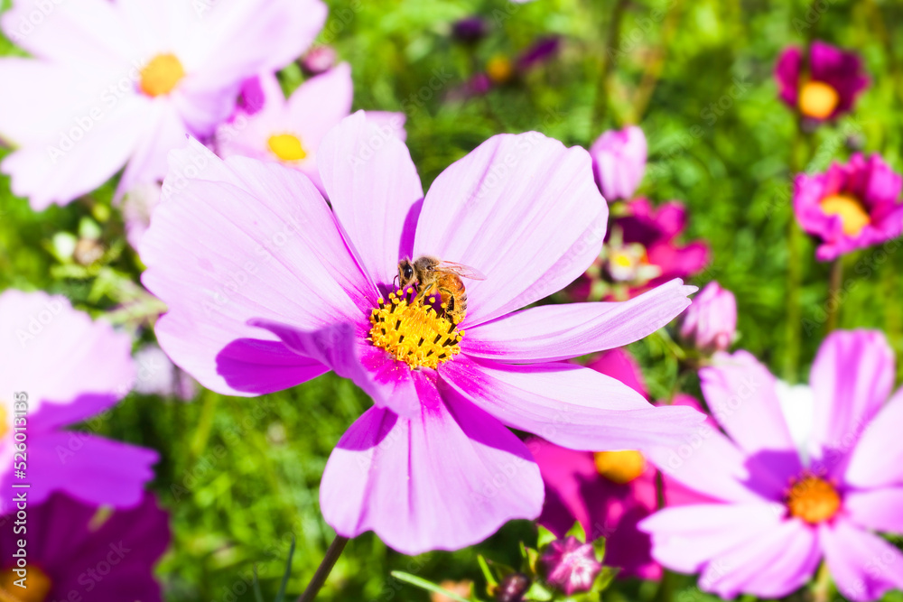 Close-up of cosmos flowers with the bee in the outdoor garden. Close-up of cosmos flowers with the bee in the outdoor garden.