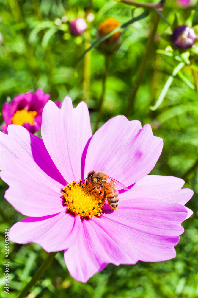 Close-up cosmos flowers with the bee in the outdoor garden. Close-up cosmos flowers with the bee in the outdoor garden.