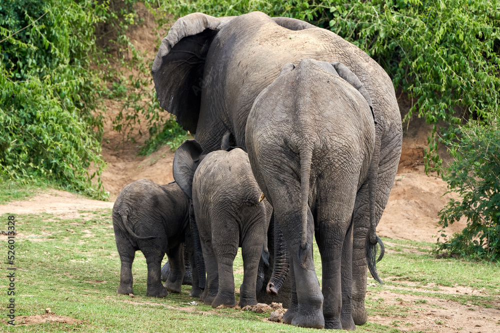 Fototapeta premium Beautiful portrait of a family of elephants from the back returning to the queen elizabeth national park after drinking in the kazinga canal in Uganda