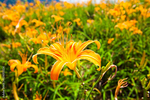 Close-up of the daylily flower in the garden, sixty stone mountain of Hualien, Taiwan. photo