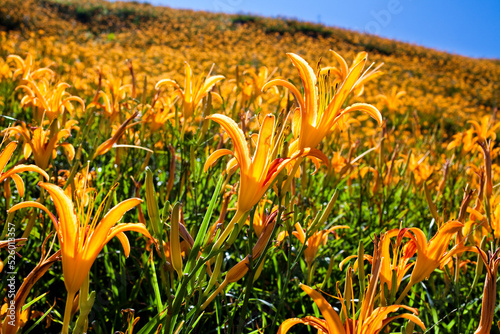 Close-up of the daylily flower in the garden, Liushishi Mountain of Hualien, Taiwan photo