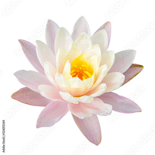 set of lotus flower isolated on white background