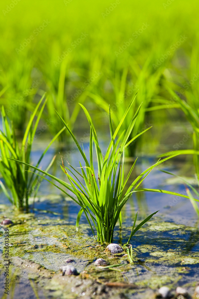 Obraz premium Close-up of rice seedlings growing on the fields in Meinong, Kaohsiung, Taiwan.