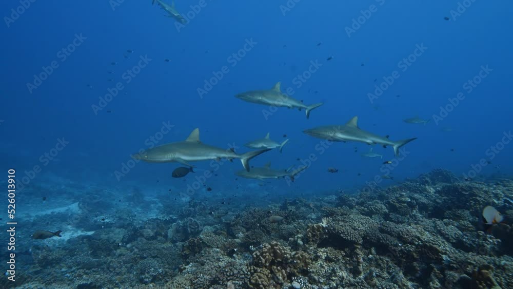 School of grey reef sharks approaches on a tropical coral reef in clear water, in the atoll of Fakarava in the south pacific ocean around the islands of Tahiti