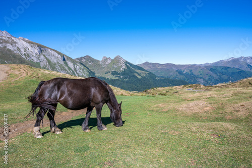 Portrait of a horse in summer pastures in the Pyrenees