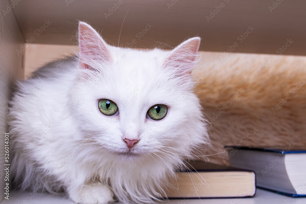 Obraz premium White cat with green eyes closeup portrait