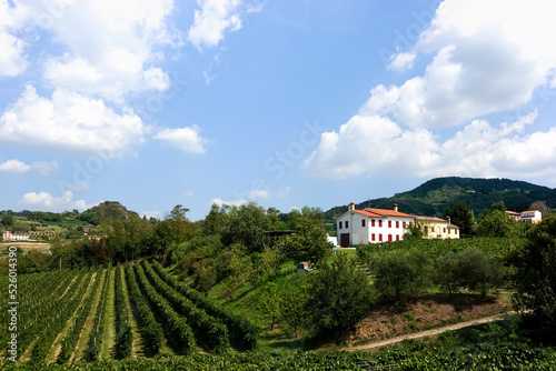 Rows of grape vines of Glera grapes for prosecco  moscato and serprino wines at a vineyard in Italian Colli Euganei region in Veneto