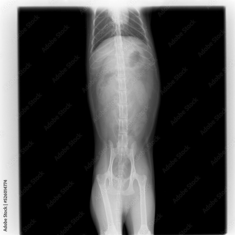動物病院で撮影したネコの腹部のレントゲン写真 動物病院で撮影したネコの腹部のレントゲン写真