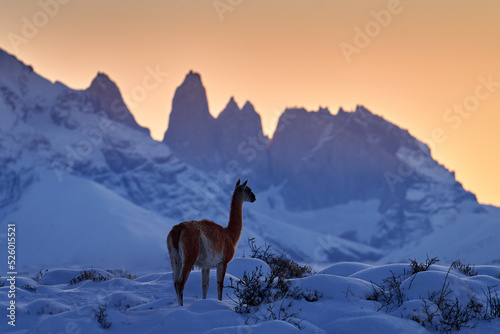 Guanaco in Chile, Torres del Paine NP in Patagonie. Winter with snow in South America. Lama guanaco (Lama guanicoe) in the nature habitat, rock hills in the moutains. Sunset with snow in Patagonia.