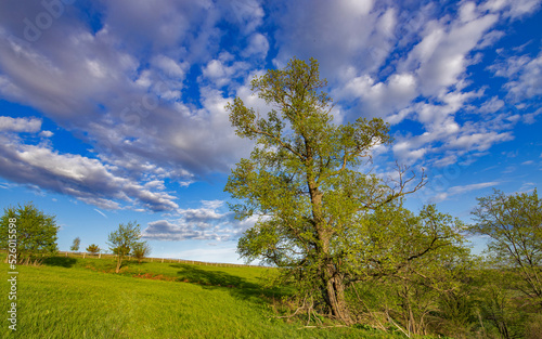 Pasture with green grass against a blue sky. Landscape with a tree against a cloudy sky.