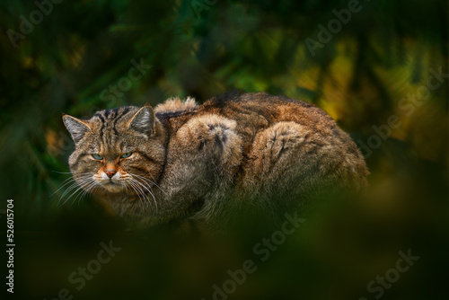 Wild Cat, Felis silvestris, animal in the nature tree forest habitat, hidden in the tree vegetations, Germany, Central Europe. Wildlife scene from nature. Fat wild cat. photo