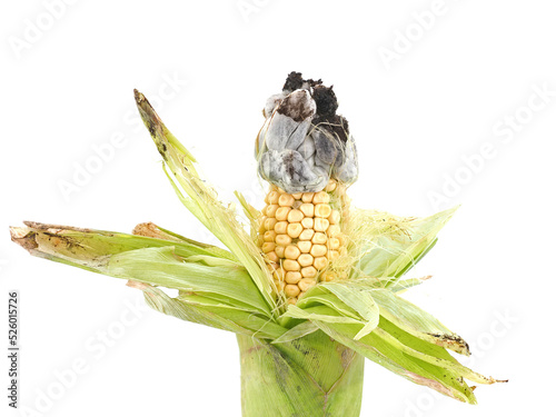 Corn smut disease on maize isolated on white, Ustilago maydis photo