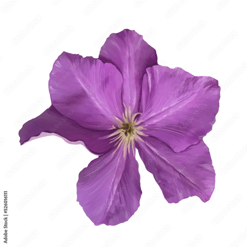 clematis flower illustration clematis flower illustration