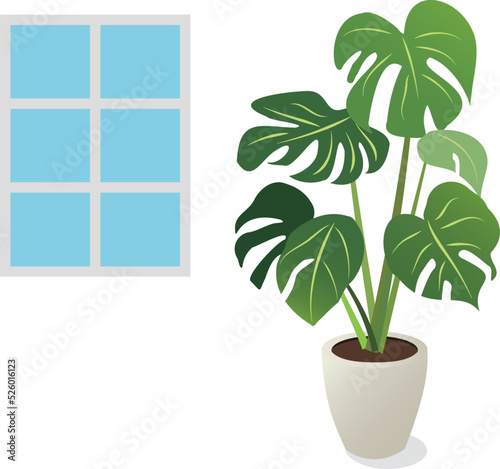 観葉植物のヒメモンステラ