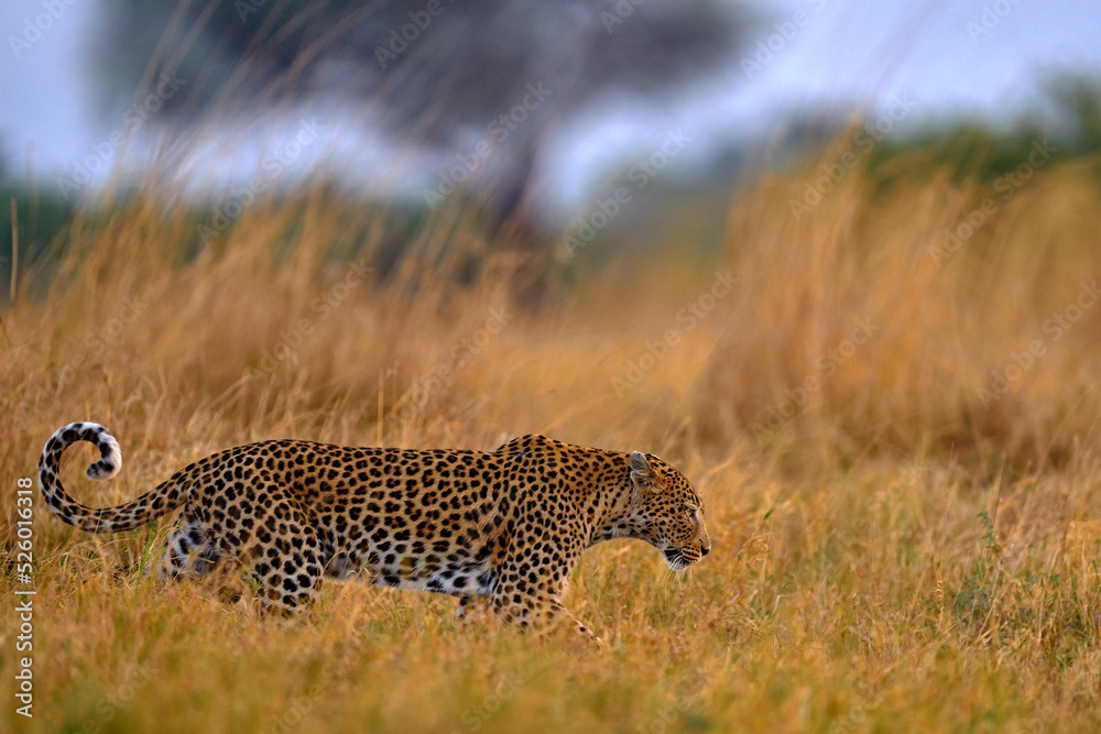 Obraz premium Africa wildlife. Leopard, Panthera pardus shortidgei, hidden head portrait in the nice orange grass, big wild cat in the nature habitat, sunny day on the savannah, Khwai Botswana. Wildlife nature.