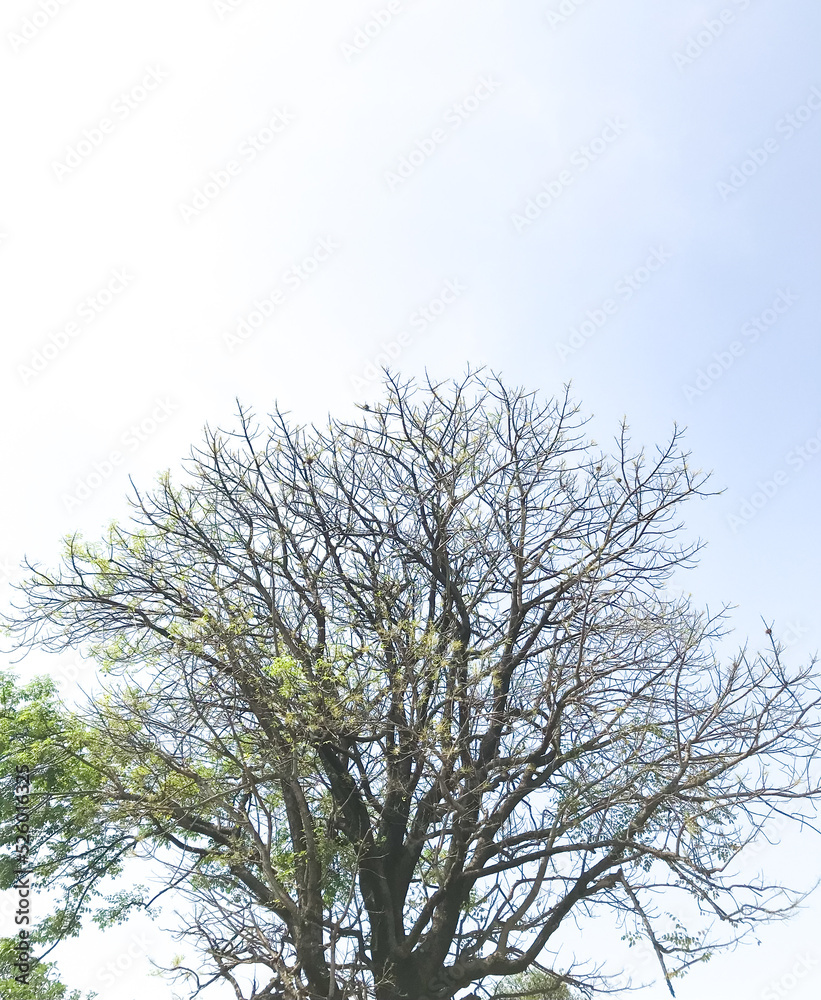 Dry tree with few leaves isolated with blue sky
Dry tree with few leaves isolated with blue sky