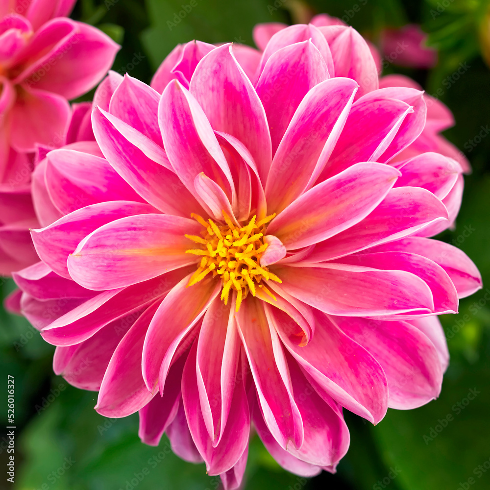 Fototapeta premium A bright pink colored dahlia flower top view closeup