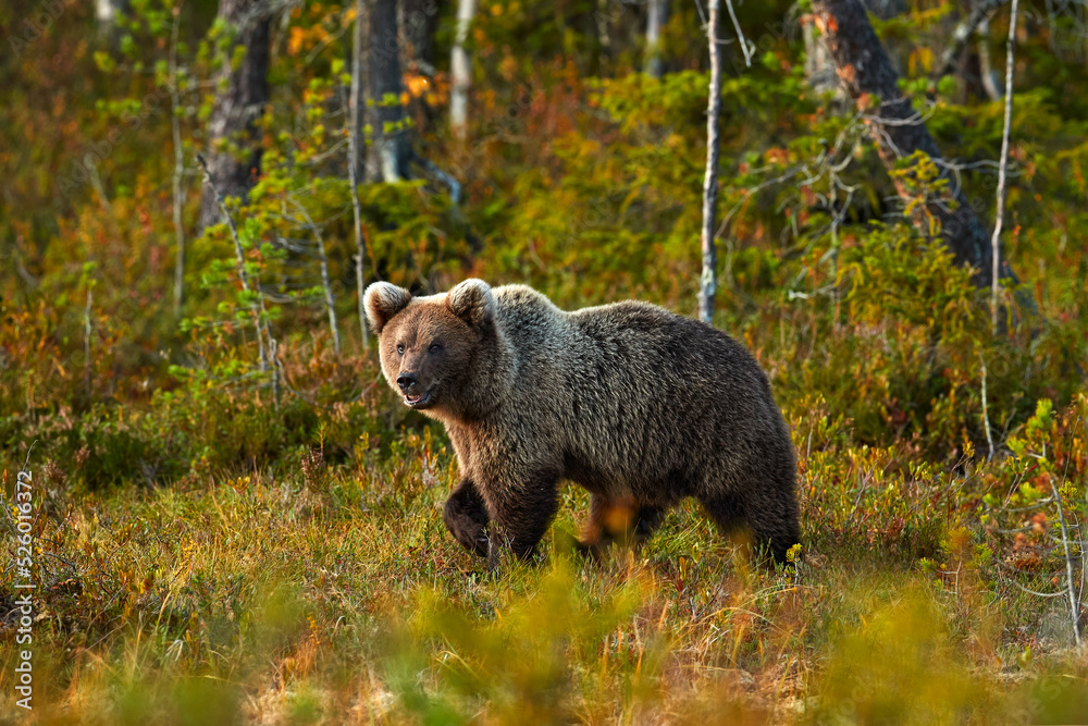 Naklejka premium Autumn evening nature. Bear hidden in yellow forest. Fall trees with bear, mirror reflection. Beautiful brown bear walking around lake, fall colours, Finland, Europe.