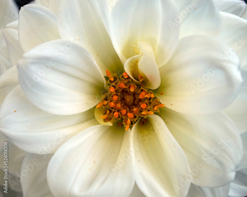 A creamy white colored dahlia flower top view closeup
