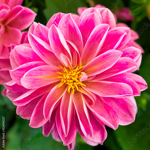 A bright pink colored dahlia flower top view closeup
