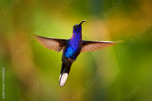 Hummingbird violet Sabrewing, big blue bird flying next to beautiful pink flower with clear green forest nature in background. Tinny bird fly in jungle. Wildlife in tropic Costa Rica.