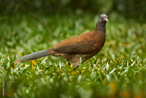 Costa Rica wildlife. Chachalaca, Grey-headed chachalaca, Ortalis cinereiceps, exotic tropical bird, forest nature habitat, Costa Rica. Wildlife scene from nature. photo