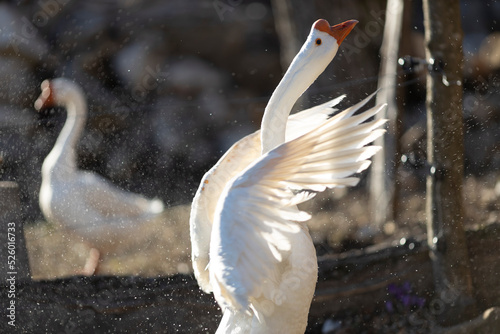 Photographie Domestic Goose - Emden Goose Dancing in Water with Open Wings