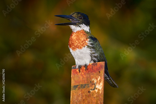 Amazon Kingfisher, Chloroceryle amazona, portrait of green and orange nice bird in Costa Rica. Portrait of beautiful bird from Amazon tropical forest. photo