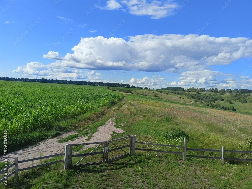 A panorama of a steppe trail surrounding a cornfield and winding its way to a forest belt on the horizon against a blue, barely cloudy sky. A panorama of a steppe trail surrounding a cornfield and winding its way to a forest belt on the horizon against a blue, barely cloudy sky.