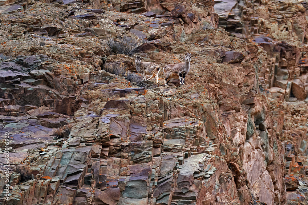 Bharal blue Sheep, Pseudois nayaur, in the rock with snow, Hemis NP, Ladakh, India in Asia. Bharal in nature snowy habitat. Face portrait with horns of wild sheep. Wildlife scene from Himalayas. Bharal blue Sheep, Pseudois nayaur, in the rock with snow, Hemis NP, Ladakh, India in Asia. Bharal in nature snowy habitat. Face portrait with horns of wild sheep. Wildlife scene from Himalayas.