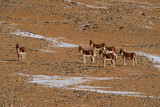 Kiang, Equus kiang, largest of the wild asses, winter mountain codition, Tso-Kar lake, Ladakh, India. Kiang from Tibetan Plateau, in the snow. Wild asses heard, Tibet. Wildlife scene, nature.