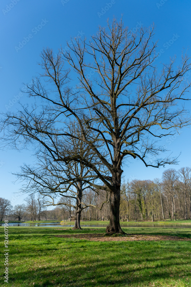 Trees along the large pond on Landgoed Enghuizen (Estate Enghuizen), Hummelo, The Netherlands