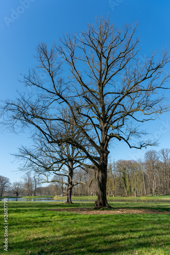 Trees along the large pond on Landgoed Enghuizen (Estate Enghuizen), Hummelo, The Netherlands