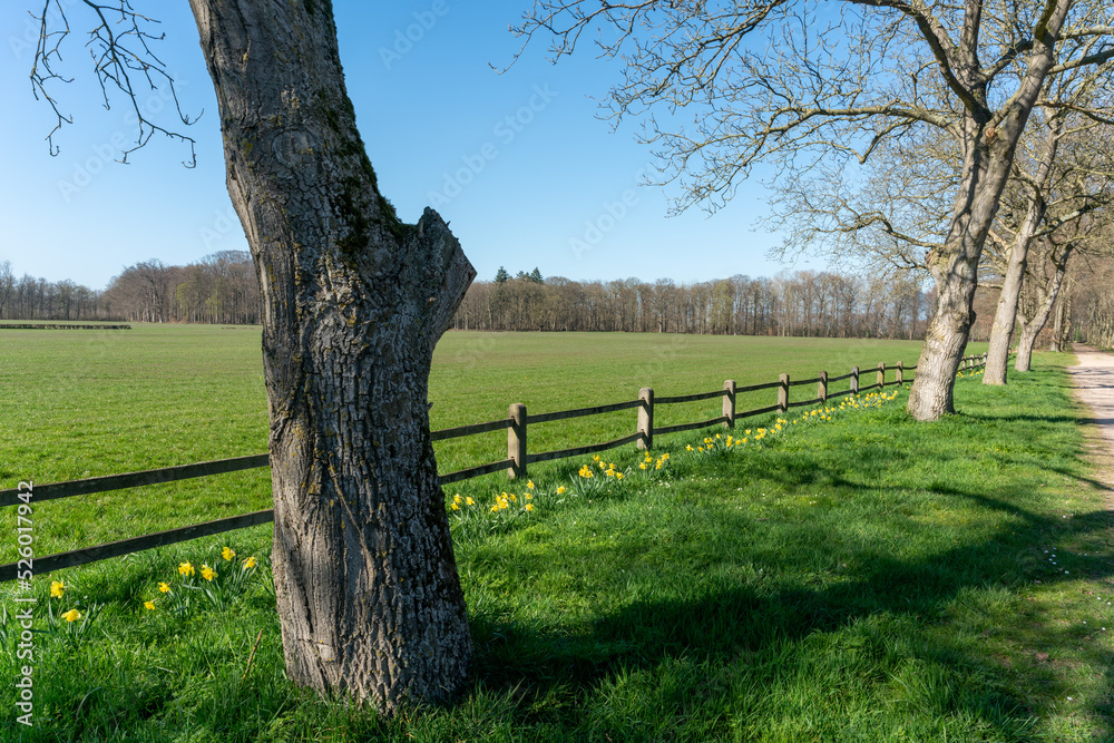 Trees with daffodil flower along road in Enghuizen, The Netherlands Trees with daffodil flower along road in Enghuizen, The Netherlands