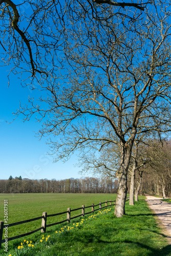 Trees with daffodil flower along road in Enghuizen, The Netherlands