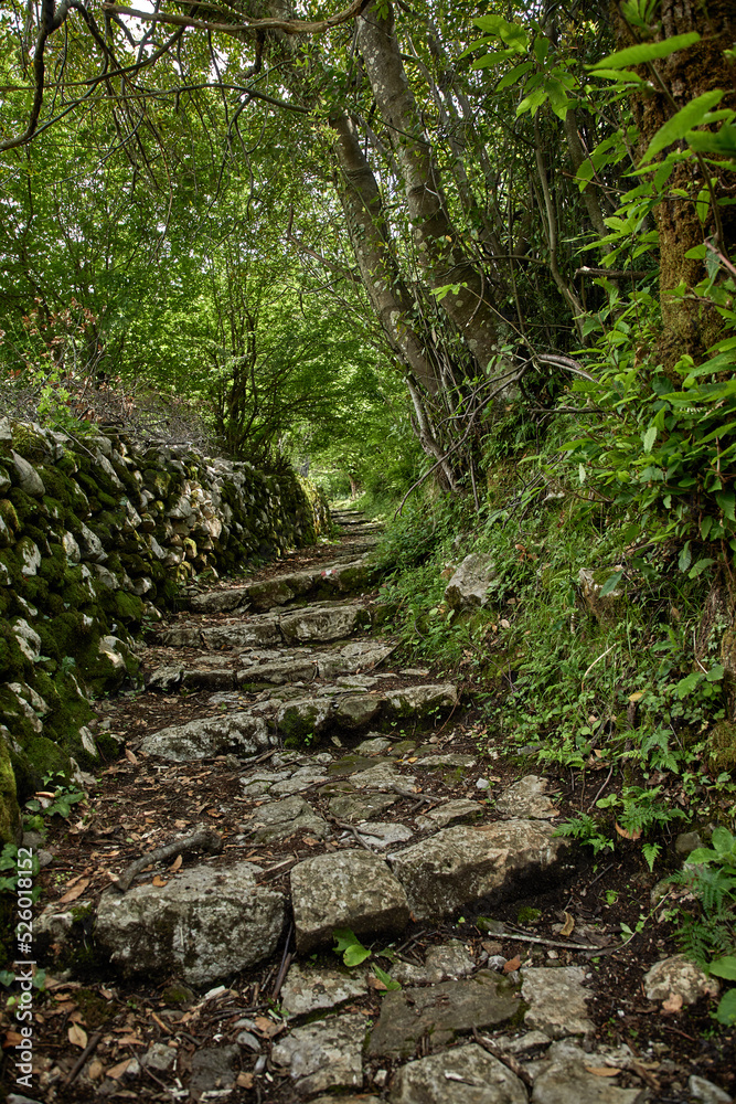 Pathway in the forest in Montenegro