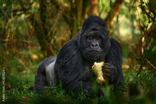 Fotografiet Uganda mountain gorilla with food