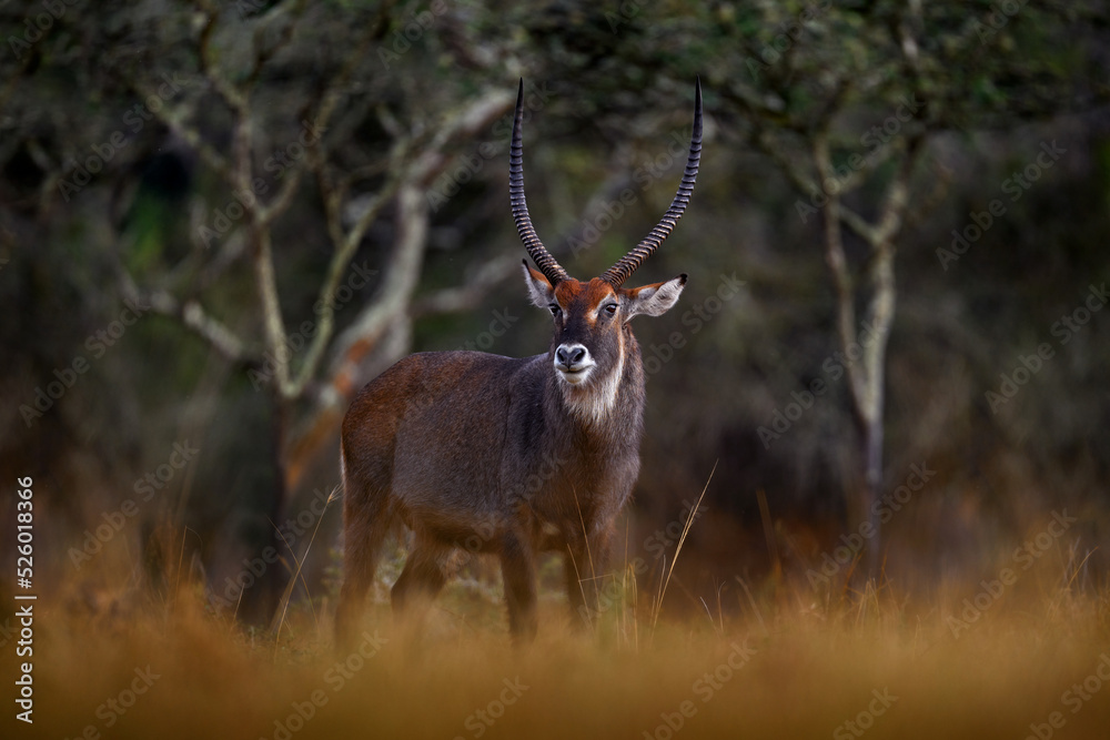Evening Africa. Africa wildlife. Waterbuck in water, Kobus ellipsiprymnus, large antelope in sub-Saharan Africa. Nice African animal in the nature habitat, Uganda. Wildlife from nature. Evening Africa. Africa wildlife. Waterbuck in water, Kobus ellipsiprymnus, large antelope in sub-Saharan Africa. Nice African animal in the nature habitat, Uganda. Wildlife from nature.