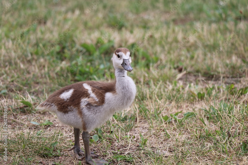 cute gosling of egyptian goose foraging in the grass cute gosling of egyptian goose foraging in the grass