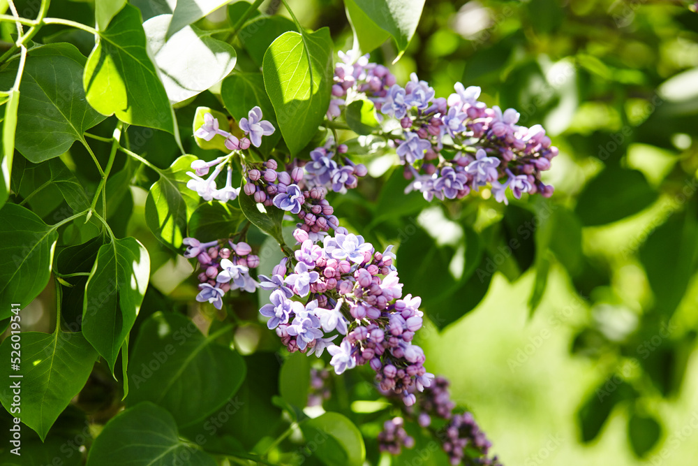 Beautiful lilac flowers branch on a green background, natural spring background. Blooming lilac bush with tender flower. Selective focus, blurred background