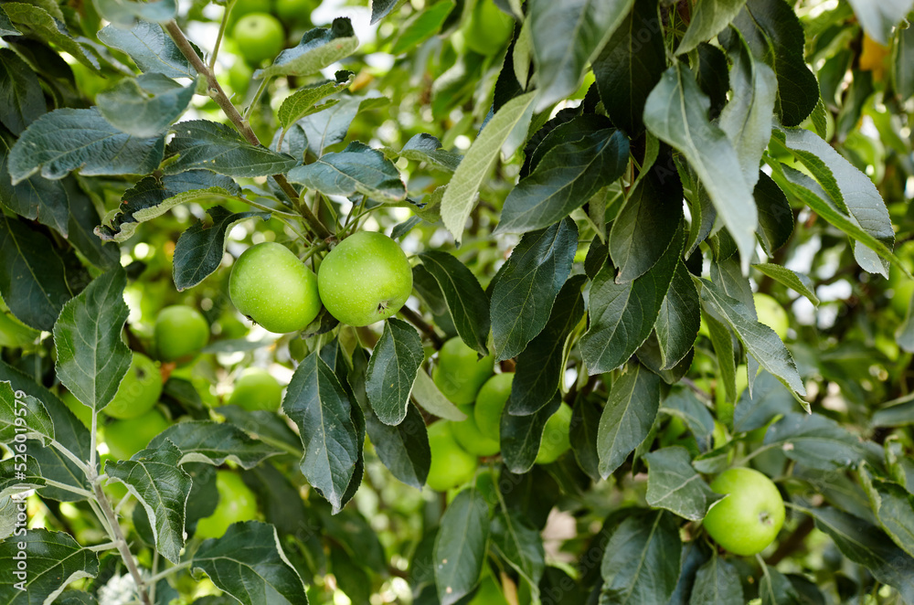 Ripe apples on a tree in a garden. Organic apples hanging from a tree branch in an apple orchard