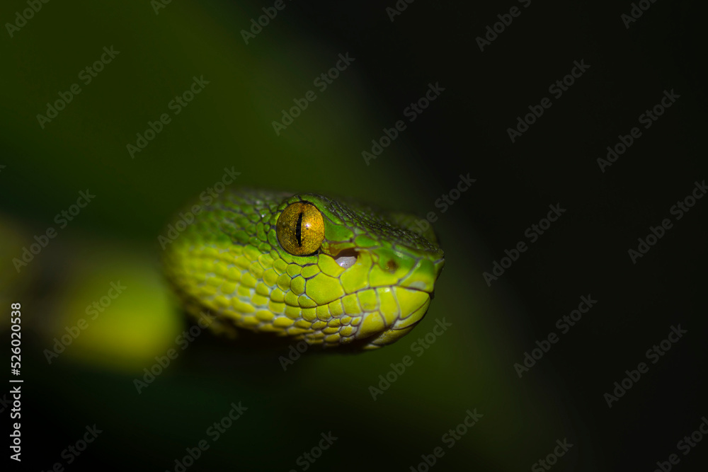 Read tailed bamboo pit viper Read tailed bamboo pit viper