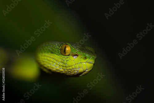 Read tailed bamboo pit viper