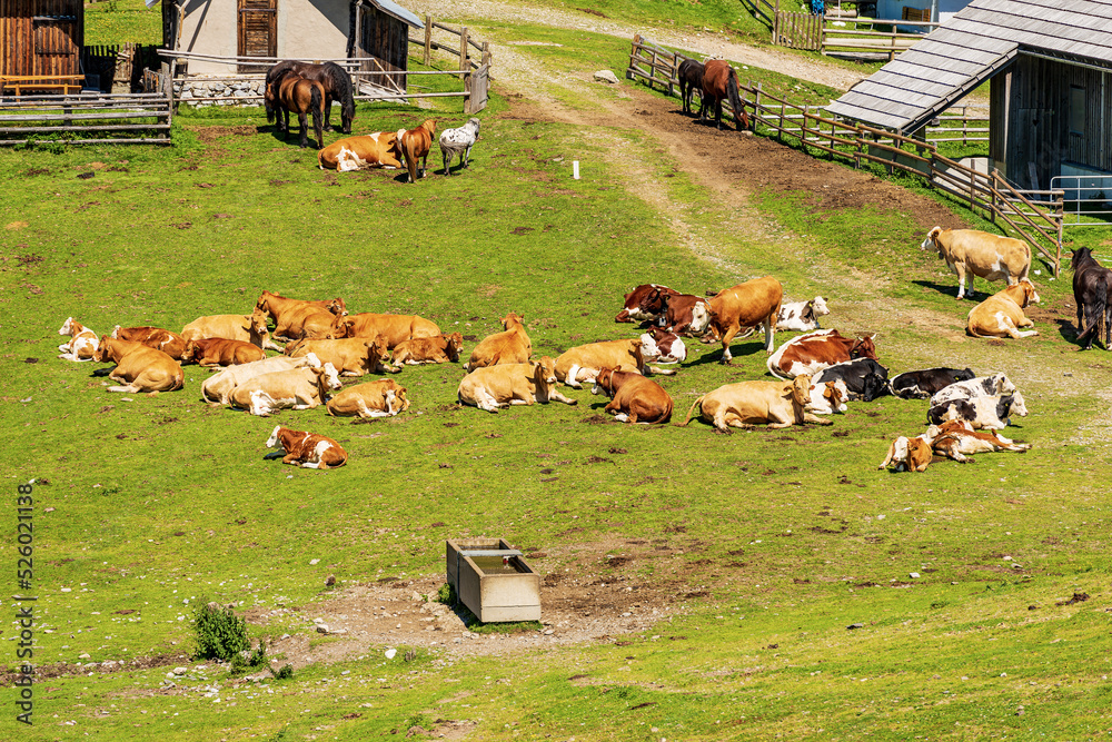 Fototapeta premium Herd of brown, white and black dairy cows and horses on a mountain pasture, Italy-Austria border, Feistritz an der Gail municipality, Osternig or Oisternig peak, Carinthia, Carnic Alps, Austria.
