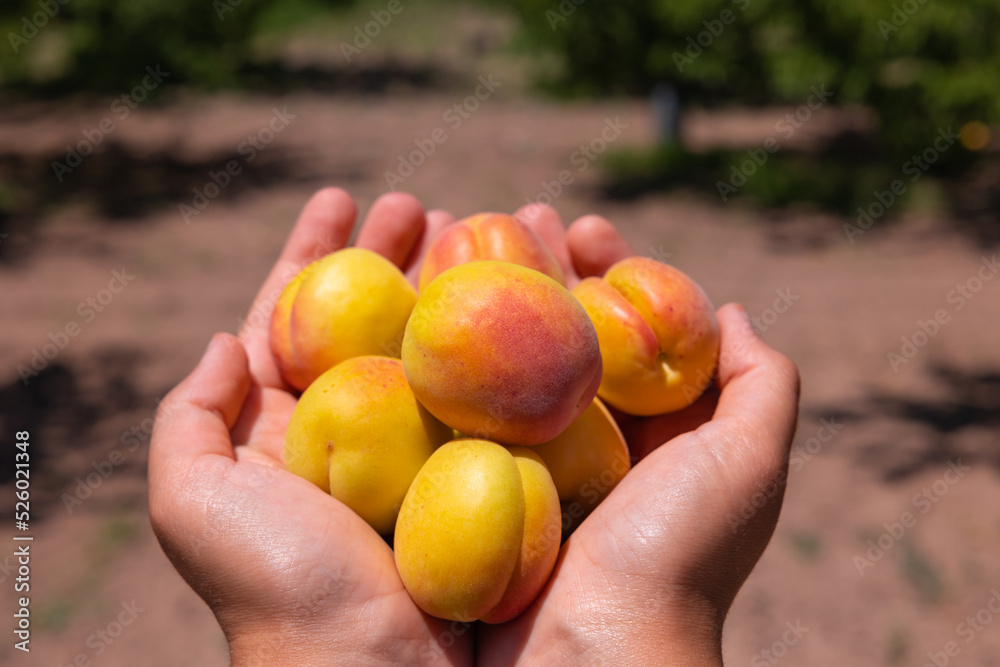 Organic fruit harvesting. A handful apricots in focus. Vegan foods concept